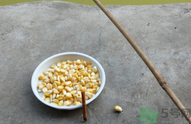 玉米粒怎么釣魚？怎么用玉米粒釣魚？