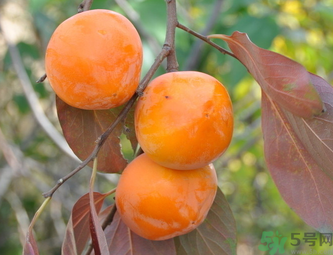 黃柿子和紅柿子有什么區(qū)別？紅柿子和黃柿子哪個(gè)好？