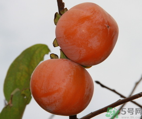 黃柿子和紅柿子有什么區(qū)別？紅柿子和黃柿子哪個(gè)好？