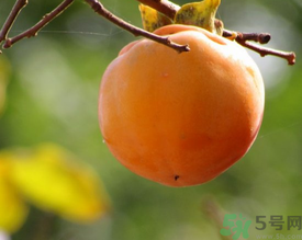 黃柿子和紅柿子有什么區(qū)別？紅柿子和黃柿子哪個(gè)好？