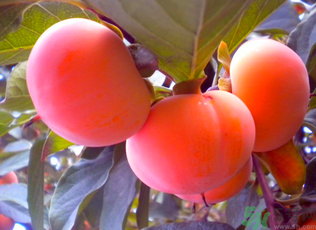 黃柿子和紅柿子有什么區(qū)別？紅柿子和黃柿子哪個(gè)好？