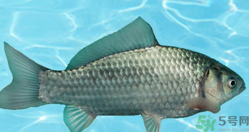 釣的魚在家怎么養(yǎng)活？釣的魚怎么保持不死？