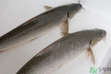 釣的魚在家怎么養(yǎng)活？釣的魚怎么保持不死？