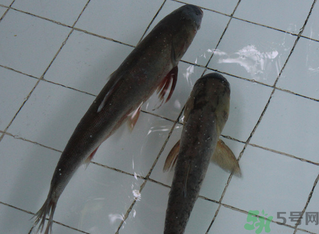 釣的魚在家怎么養(yǎng)活？釣的魚怎么保持不死？