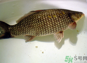 釣的魚死了還能吃嗎？釣的魚死了怎么處理？