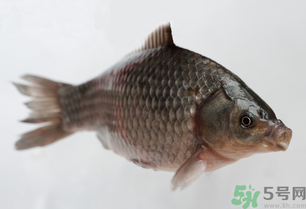 釣的魚死了還能吃嗎？釣的魚死了怎么處理？