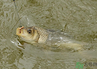 釣的魚死了還能吃嗎？釣的魚死了怎么處理？
