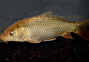 用玉米粒怎么釣鯉魚？玉米粒怎么泡制釣魚餌料？
