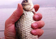十月份釣鯽魚用什么餌？十月份釣鯽魚用什么餌料好？