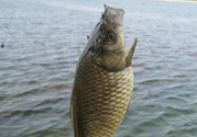秋天黑坑釣鯽魚用什么餌料？秋天黑坑釣鯽魚餌料配方