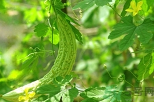 喝苦瓜能減肥嗎？喝苦瓜茶減肥效果怎么樣？