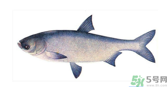 十月份能釣鰱魚(yú)嗎？鰱魚(yú)幾月份好釣？