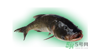 十月份能釣鰱魚(yú)嗎？鰱魚(yú)幾月份好釣？
