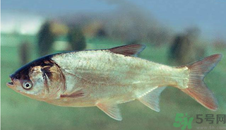 十月份能釣鰱魚(yú)嗎？鰱魚(yú)幾月份好釣？