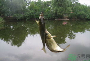 秋天釣魚什么風(fēng)向最好？秋天什么風(fēng)向好釣魚？