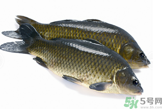 活鯉魚怎么保存？鯉魚怎么養(yǎng)才不容易死？