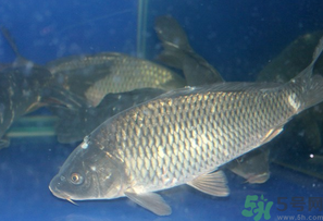 活鯉魚怎么保存？鯉魚怎么養(yǎng)才不容易死？