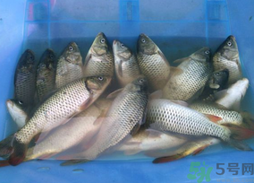 活鯉魚怎么保存？鯉魚怎么養(yǎng)才不容易死？