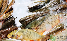 鯉魚死了怎樣保鮮？鯉魚死后怎么保存？
