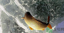 鯉魚死了怎樣保鮮？鯉魚死后怎么保存？