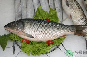 鯉魚死了怎樣保鮮？鯉魚死后怎么保存？