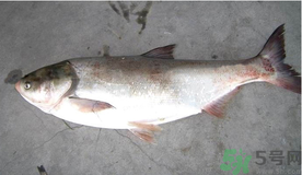 秋天釣鰱魚(yú)用什么餌料？秋天釣鰱魚(yú)用什么味餌？