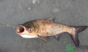 秋天釣鰱魚(yú)用什么餌料？秋天釣鰱魚(yú)用什么味餌？