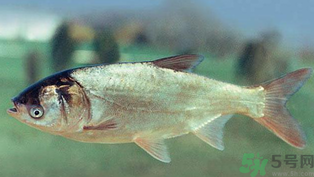 秋天釣鰱魚(yú)用什么餌料？秋天釣鰱魚(yú)用什么味餌？