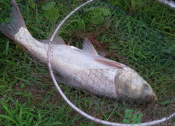 秋天怎么釣鰱魚？秋天釣鰱魚技巧