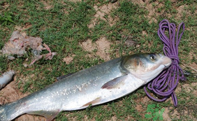 秋天怎么釣鰱魚？秋天釣鰱魚技巧