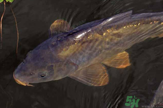 野生鯉魚怎么釣？野生鯉魚用什么釣最好？