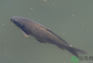 野生鯉魚怎么釣？野生鯉魚用什么釣最好？