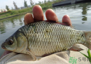 野生鯽魚多少錢一斤？野生鯽魚怎么區(qū)分？