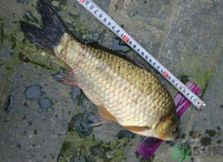 野生鯽魚多少錢一斤？野生鯽魚怎么區(qū)分？