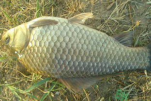 野生鯽魚多少錢一斤？野生鯽魚怎么區(qū)分？