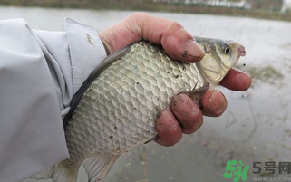 野生鯽魚怎么做好吃？野生鯽魚的做法