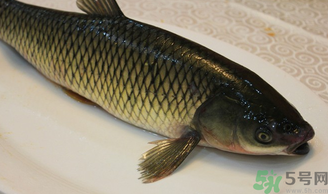 秋天怎么釣草魚(yú)？秋天草魚(yú)好釣嗎？