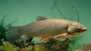 秋天怎么釣草魚(yú)？秋天草魚(yú)好釣嗎？