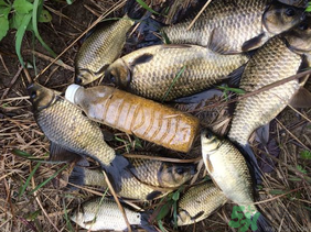 野生鯽魚怎么釣？釣野生鯽魚的技巧