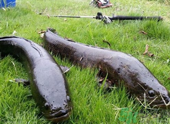 10月份還能釣黑魚(yú)嗎？幾月份釣黑魚(yú)最好？
