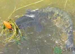 10月份還能釣黑魚(yú)嗎？幾月份釣黑魚(yú)最好？