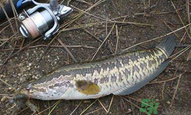 10月份還能釣黑魚(yú)嗎？幾月份釣黑魚(yú)最好？