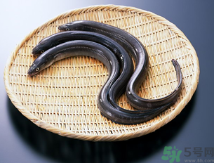 十月份可以釣黃鱔嗎？黃鱔可以釣到幾月份？