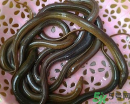 活黃鱔如何保存？活鱔魚怎么保存？