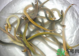 活黃鱔如何保存？活鱔魚怎么保存？