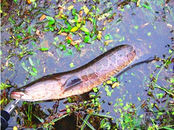 十月份黑魚好釣嗎？十月份怎么釣黑魚？