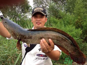 十月份黑魚好釣嗎？十月份怎么釣黑魚？
