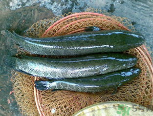 秋天可以釣黑魚嗎？秋天黑魚在什么地方？
