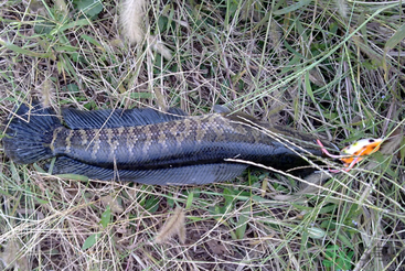 秋天怎么釣黑魚？秋天釣黑魚技巧