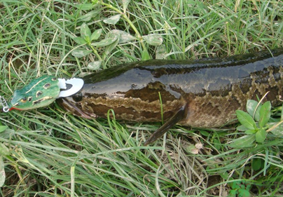 秋天怎么釣黑魚？秋天釣黑魚技巧